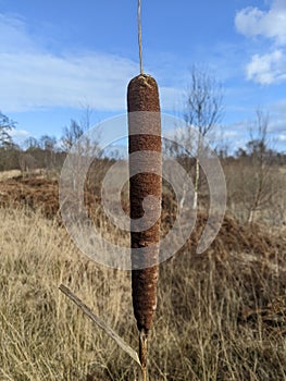 Reed mace bulrush plant in a mossy bog